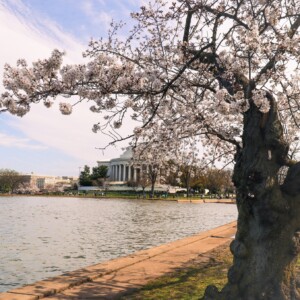 Cherry blossoms with Jefferson Memorial in the background. Cherry blossoms with Jefferson Memorial in the background.