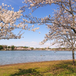 Cherry blossoms with tidal basin in the background. Cherry blossoms with tidal basin in the background.