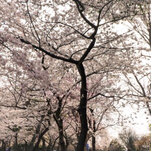 Cherry blossoms. Cherry blossoms.