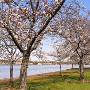 Cherry blossoms. Cherry blossoms.