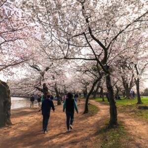 Cherry blossoms. Cherry blossoms.