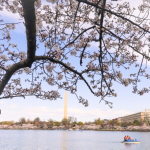 Cherry blossoms with Washington Monument in the background. Cherry blossoms with Washington Monument in the background.