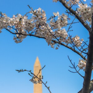 Cherry blossoms with Washington Monument in the background. Cherry blossoms with Washington Monument in the background.