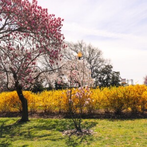 Magnolia and some other sort of pretty yellow hedge. Magnolia and some other sort of pretty yellow hedge.