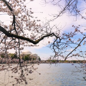 Cherry blossoms with Jefferson Memorial in the background. Cherry blossoms with Jefferson Memorial in the background.