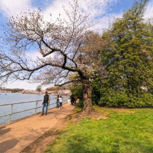 Walk along the tidal basin path. Walk along the tidal basin path.