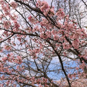 Cherry blossoms. Cherry blossoms.