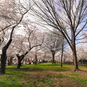 Grove of cherry blossom trees. Grove of cherry blossom trees.
