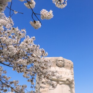MLK Memorial with cherry blossoms. MLK Memorial with cherry blossoms.