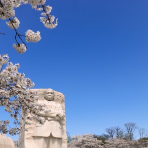 MLK Memorial with cherry blossoms. MLK Memorial with cherry blossoms.