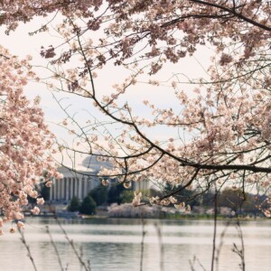 Cherry blossoms with the Jefferson Memorial in the background. Cherry blossoms with the Jefferson Memorial in the background.