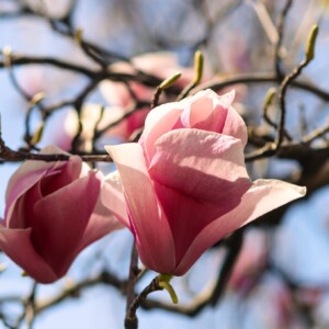 Closeup of a magnolia bloom. Closeup of a magnolia bloom.