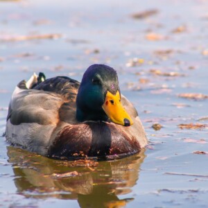 Mallard in the tidal basin. Mallard in the tidal basin.