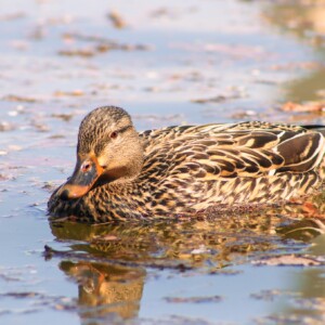 Mallard in the tidal basin. Mallard in the tidal basin.