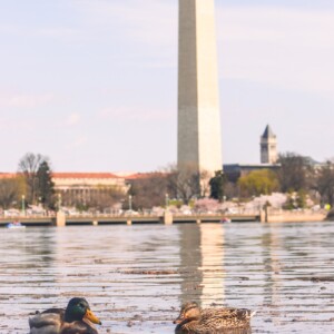 Mallards swim in the tidal basin in the reflection of the Washington Monument. Mallards swim in the tidal basin in the reflection of the Washington Monument.