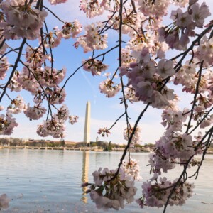 Cherry blossoms with the Washington Monument in the background. Cherry blossoms with the Washington Monument in the background.