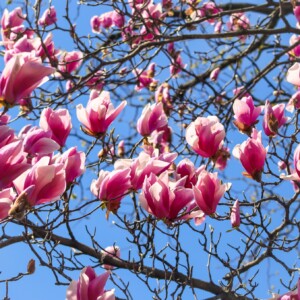 Magnolias near the tidal basin. Magnolias near the tidal basin.