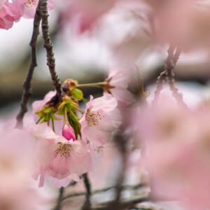 Close up of cherry blossom blooms. Close up of cherry blossom blooms.
