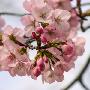 Close up of cherry blossom blooms. Close up of cherry blossom blooms.