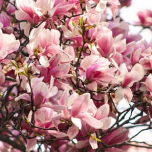 Magnolias near the tidal basin. Magnolias near the tidal basin.