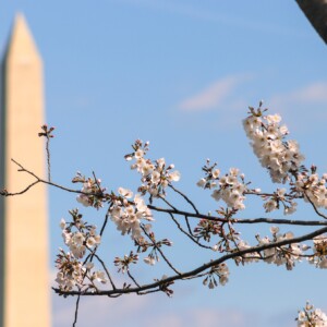 White cherry blossoms with the Washington Monument in the background. White cherry blossoms with the Washington Monument in the background.