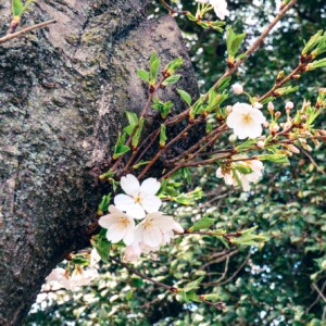Cherry blossom blooms. Cherry blossom blooms.