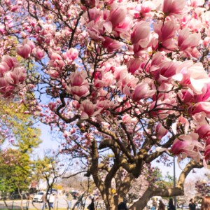 Magnolia tree. Magnolia tree.