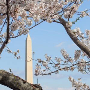 Cherry blossoms with the Washington Monument in the background. Cherry blossoms with the Washington Monument in the background.
