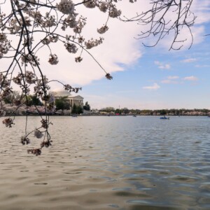 Patomac Tidal Basin with cherry blossoms in the foreground. Patomac Tidal Basin with cherry blossoms in the foreground.