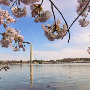 Cherry blossoms with the Washington Monument in the background. Cherry blossoms with the Washington Monument in the background.