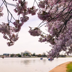 Cherry blossoms with the Jefferson Memorial in the background. Cherry blossoms with the Jefferson Memorial in the background.