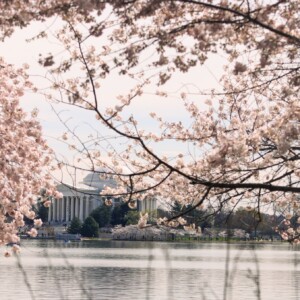 Cherry blossoms with the Jefferson Memorial in the background. Cherry blossoms with the Jefferson Memorial in the background.