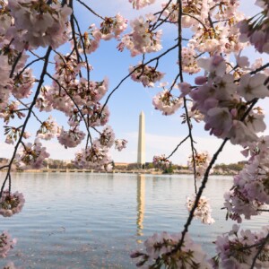 Cherry blossoms with the Washington Monument in the background. Cherry blossoms with the Washington Monument in the background.
