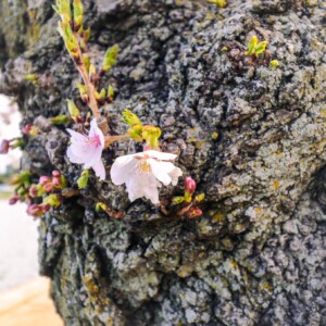 Cherry blossoms. Cherry blossoms.