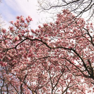 Magnolia tree. Magnolia tree.