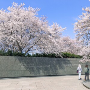 Cherry blossoms in bloom hang above the north wall of the MLK Memorial. Cherry blossoms in bloom hang above the north wall of the MLK Memorial.