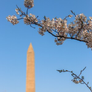 Cherry blossoms with the Washington Monument in the background. Cherry blossoms with the Washington Monument in the background.