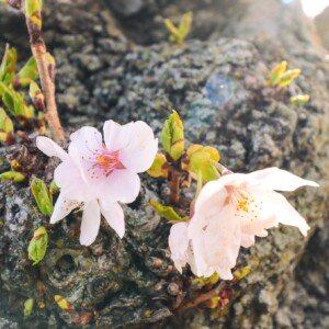 Cherry blossoms. Cherry blossoms.