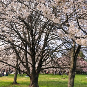 Grove of cherry blossom trees. Grove of cherry blossom trees.