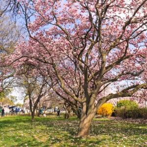 Magnolia tree near George Mason Monument. Magnolia tree near George Mason Monument.