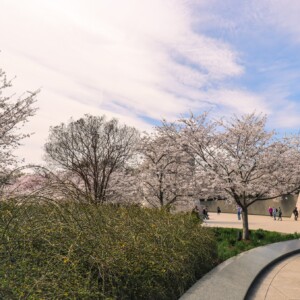 Walkway to the MLK Memorial. Walkway to the MLK Memorial.