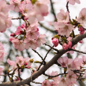 Close up of cherry blossoms. Close up of cherry blossoms.