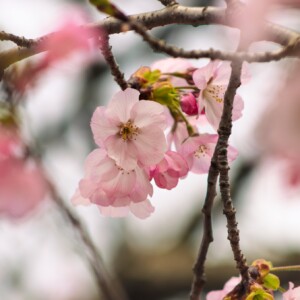 Close up of cherry blossoms. Close up of cherry blossoms.