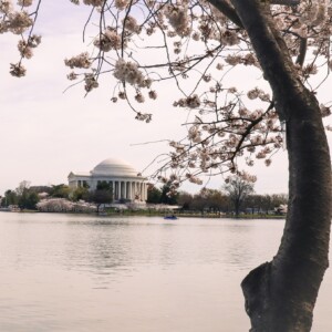 A cherry blossom tree frames the Jefferson Memorial on the far side of the tidal basin. A cherry blossom tree frames the Jefferson Memorial on the far side of the tidal basin.