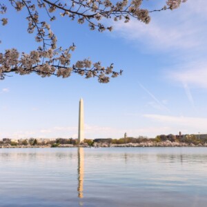 A cherry blossom with Washington Monument in the background. A cherry blossom with Washington Monument in the background.