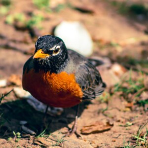 A spring robin. A spring robin.