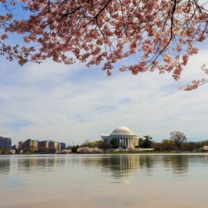 Cherry blossoms and the Jefferson Memorial. Cherry blossoms and the Jefferson Memorial.