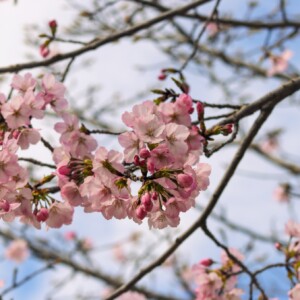 Cherry blossoms near the tidal basin. Cherry blossoms near the tidal basin.