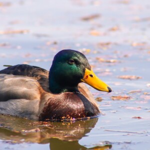Mallard in the tidal basin. Mallard in the tidal basin.