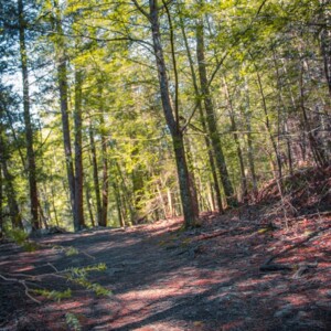 Swallow Falls State Park